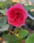 New ListingZephirine Drouhin Climbing Rose 1 LIGHTLY ROOTED Starter Plant With Pot Of Soil