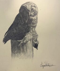 Magnus Westberg Original 1904 Drawing SWEDISH OWL