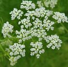 CARAWAY HERB SEEDS 500+ HERBS for growing AND planting GARDEN FREE SHIPPING