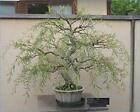 Bonsai Tree Dragon Willow - Thick Trunk Cutting - Indoor/Outdoor Live Bonsai Tre