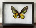 Ornithoptera rothschildi male REAL FRAMED BIRDWING BUTTERFLY see description