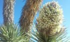 Joshua Tree Seeds (Yucca Brevifolia) -25 Seeds- 