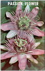 Passion Flower Religious Symbolism Apostles Crown Thorns Jesus Vintage Postcard