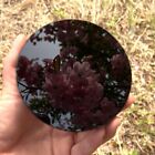 Natural Obsidian Mirror Black Crystal Scrying Plate Home Decoration with Stand