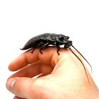 (8ct Starter Colony) Black Tiger Hissing Cockroach 