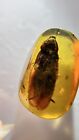 New ListingFossil amber Insect burmite Burmese Cretaceous Huge Roach Insect Myanmar