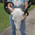 Asian Water Buffalo Skull with 18-19 inch horns from India taxidermy #48656