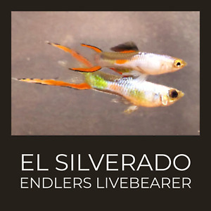 6+2 El Silverado Endlers + 2 Aquarium Plants Bundle Live Freshwater Fish