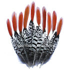 Natural Lady Amherst Pheasant Red Orange Tip Pheasant Feathers 10 Pieces Craft