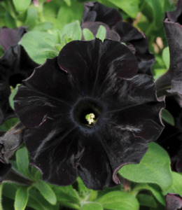 100 Super Black Cat Petunia Seeds Petunia hybrida