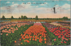 Holland Michigan MI Nelis Tulip Fields Lakewood Blvd Linen p1954 Reading PA