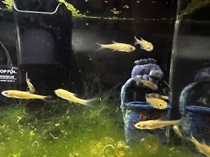 10 Rosy Red Minnows Live Fish Feeder
