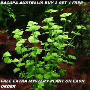 Bacopa Australis  Live Aquarium Plants Bunch planted tank  BUY 2 GET 1 FREE