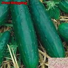 Spacemaster Cucumber Seeds | NON-GMO, Organic