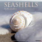Seashells 2024 12