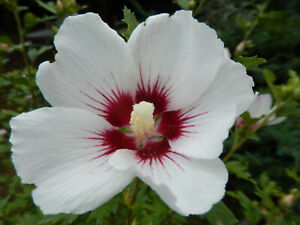 25 WHITE HIBISCUS SEEDS (Crimson Eye) | Perennial Flower