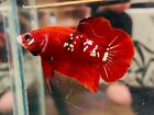 Live Betta Fish HMPK Red Gold Galaxy Male #VS02 From indonesia