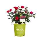 Knock Out Double Rose Plant Red Flower Blooming Live Shrub 1 Gal Rosa Radtko New