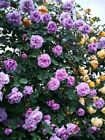20 SEEDS for Violet RARE CLIMBER climbing Rose flower exotic plant USA Seller