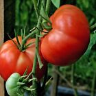 120+ Seeds Burpee's Big Boy Tomato Seeds - Hybrid - Organic - NON GMO --- FRESH