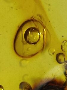 Fossil amber Insect burmite Burmese Cretaceous Moved Water Bubble Myanmar