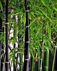 300+ Rare Black Bamboo Seeds for Planting | Jumbo Pack | Exotic and Fast Growing