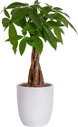 Money Tree, Easy to Grow Live Indoor Plant, Bonsai Houseplant in Ceramic Planter