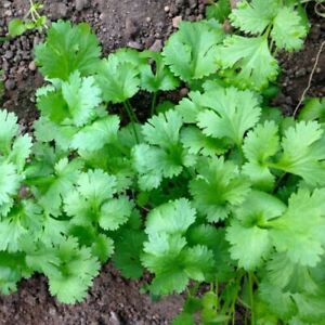 Leisure Cilantro Seeds | Heirloom - Non-GMO | Free Shipping | Herb Seeds | 1280