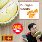 Durian Durio Seeds Zibethinus Organic Germinated Sprouted Ceylon Free shipping