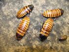 3 pairs E. chopardi ,Mini Hissing roach,dubia roach alturnative, reptile feeder