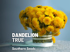 Dandelion, True - 50 Seeds - Culinary Flower Seed - GMO Free
