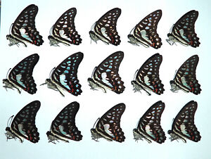 Papilionidae. 15 x Graphium eurypylus pamphylus. South East Sulawesi