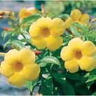 Yellow Allamanda Starter Live Plant~Perennial~Yellow Flower 3 to 5 Inches tall