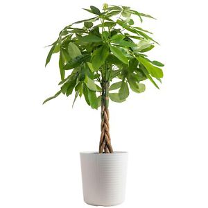 Money Tree Live Plant, Easy to Grow Houseplant Potted in Indoor Garden Pot, P...