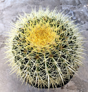 Echinocactus Grusonii 'Golden Barrel Cactus', Currently in a 8
