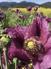 100 Hungarian Breadseed Poppy Seeds