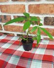 Money Tree Feng Shui Plant in 2 inches pot