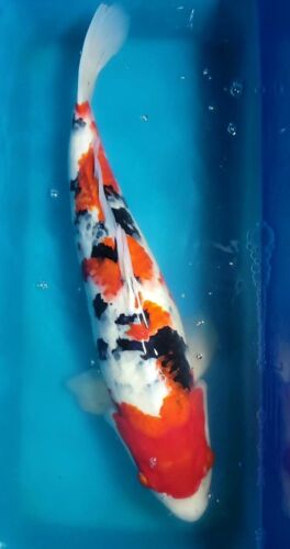 Sanke 22' Inch Japanese Imported Ogata Farms Sanke Live Koi Fish For Sale