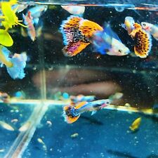1 Trio Live Guppy Fish-dumbo Mosaic-high Quality Fish USA Seller