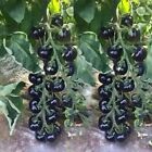 120+ EUROPEAN BLACK CHERRY TOMATO SEEDS - SWEET - HEIRLOOM -NON GMO - RARE