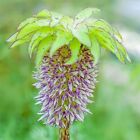 Pineapple Lily Bulb for Planting (One Bulb) - One of The Rarest Lily Flowers
