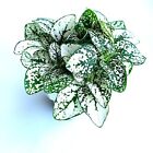Hypoestes White Splash Live Potted House Plants Air Purifying in 2