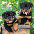Just Rottweiler Puppies 2024 12