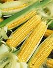Early Golden Bantam Sweet Corn Seeds, NON-GMO, Heirloom, FREE SHIPPING