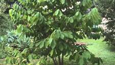 PAW PAW 'Asimina triloba' TREE LIVE PLANT 12 TO 16 INCHES