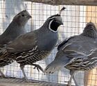 California Valley Quail 6+1 Hatching Fertile Eggs (Laying NOW)