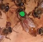 2024 Italian Honey bee Queen - mated - marked - laying  --  ships May 20