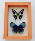 2 REAL BUTTERFLIES FRAMED SPECIAL COLLECTION MOUNTED DOUBLE GLASS 4.5