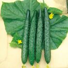 2gram/50pcs+ Spiky Cucumber Seeds, Long Burpless Hybrid Cucumber Seeds
