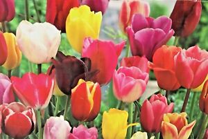 Mixed Color Tulip Bulbs | Prechilled | Ready to Bloom Indoors or Outdoors